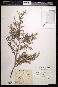 Juniperus excelsa subsp. polycarpos image