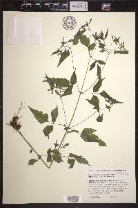 Bidens discoidea image