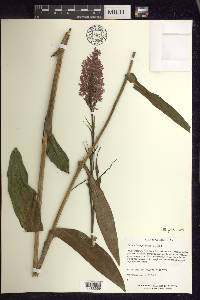 Platanthera psycodes image