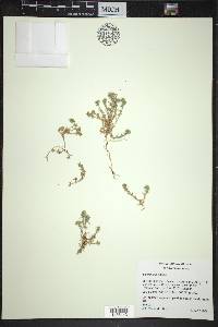 Scleranthus annuus image