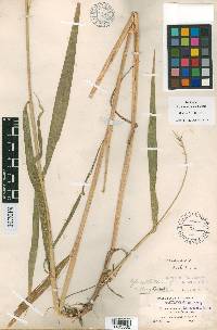 Elymus wiegandii image