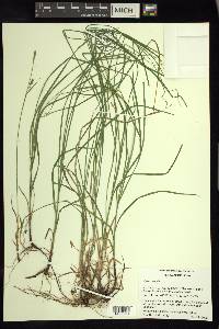 Carex woodii image