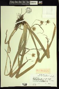 Carex folliculata image