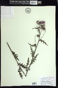 Cirsium muticum image