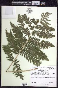 Dryopteris goldieana image