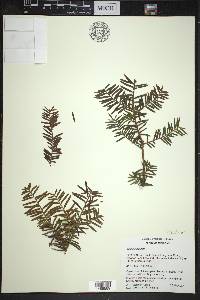 Taxus cuspidata image