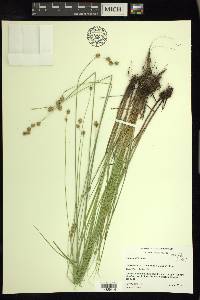 Carex tenera image