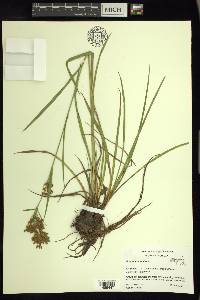 Scirpus pendulus image