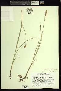 Carex tetanica image