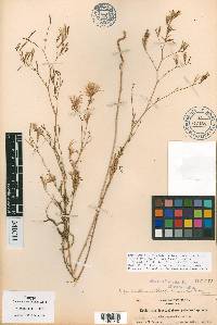 Epilobium brachycarpum image