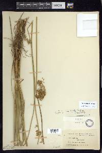 Juncus pylaei image