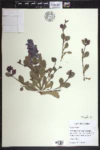 Ajuga reptans image