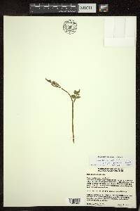 Botrychium matricariifolium image