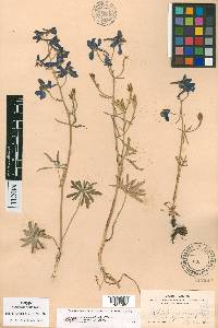 Delphinium nuttallianum image