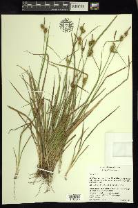 Carex flava image