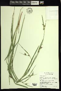 Scleria triglomerata image