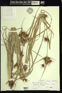 Rhynchospora macrostachya image