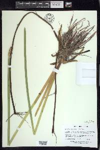 Eleocharis equisetoides image