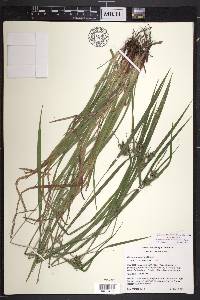 Carex intumescens var. intumescens image