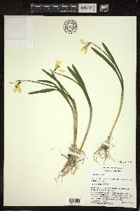 Galanthus nivalis image