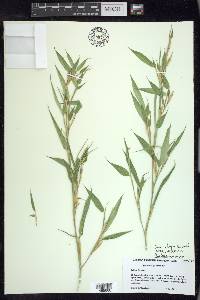 Phyllostachys nigra image