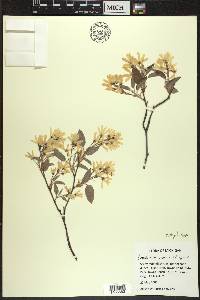 Amelanchier laevis image