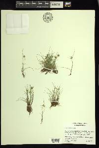 Cyperus flavescens image