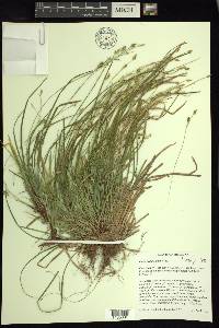 Carex pedunculata image