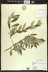 Elaeagnus umbellata image