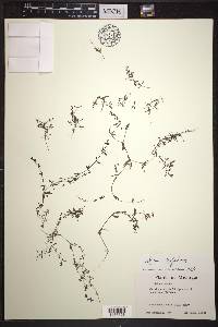 Galium trifidum image