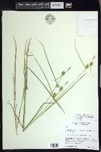 Carex viridistellata image