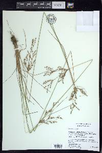 Juncus anthelatus image