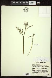 Botrychium matricariifolium image