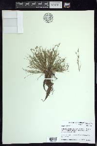 Juncus bufonius var. bufonius image