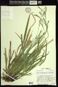 Carex arctata image