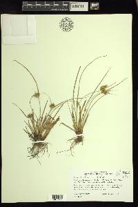 Carex viridula image