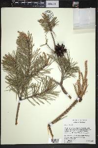 Pinus sylvestris image