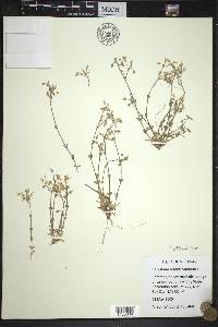 Cerastium semidecandrum image