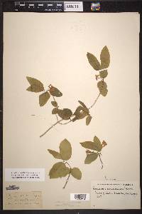 Lonicera canadensis image