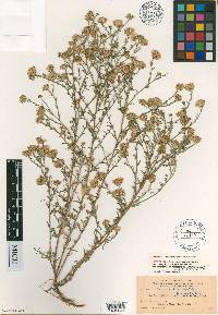 Dieteria canescens var. canescens image