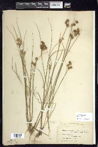 Juncus nodosus image