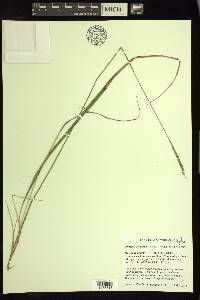 Oryzopsis asperifolia image