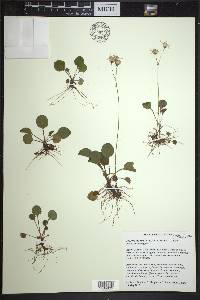 Packera obovata image