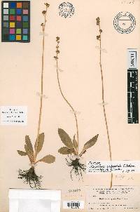 Saxifraga subapetala image