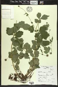 Geum urbanum image