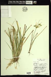 Carex viridistellata image