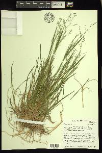 Poa alsodes image