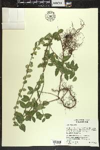 Euonymus fortunei image