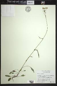 Packera paupercula image
