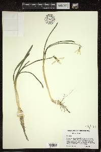 Galanthus nivalis image